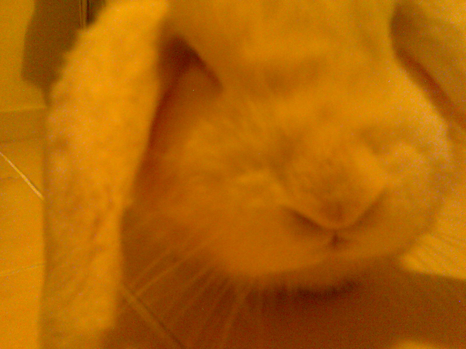 my rabbit